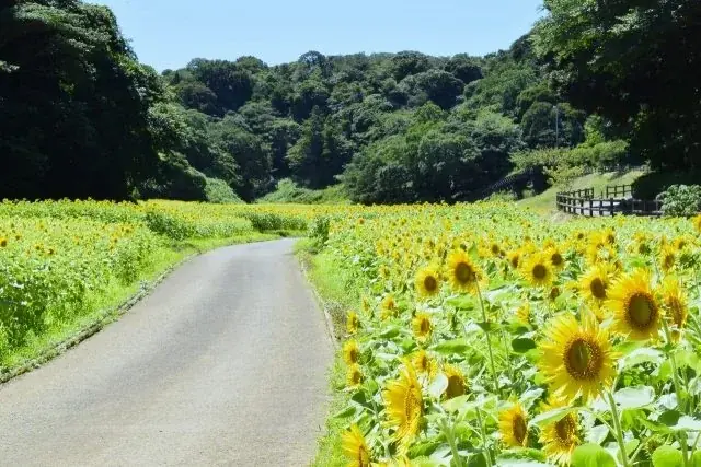 初の大規模「ヒマワリ」花畑・100万本が見頃を迎えました！（横須賀市くりはま花の国） 画像 3
