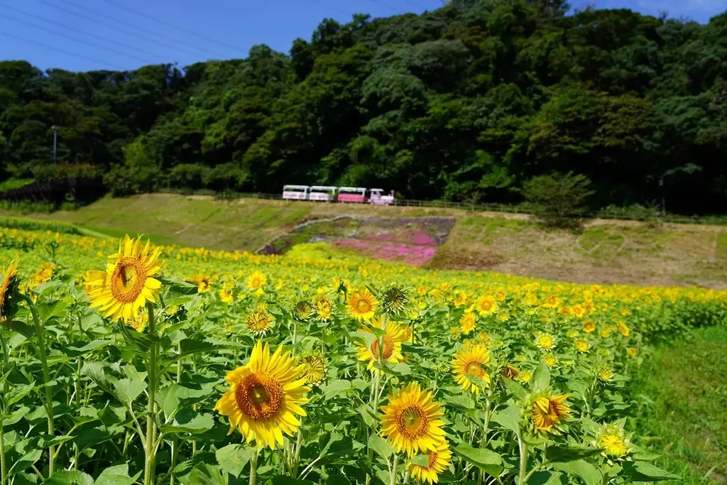 初の大規模「ヒマワリ」花畑・100万本が見頃を迎えました！（横須賀市くりはま花の国） 画像 4