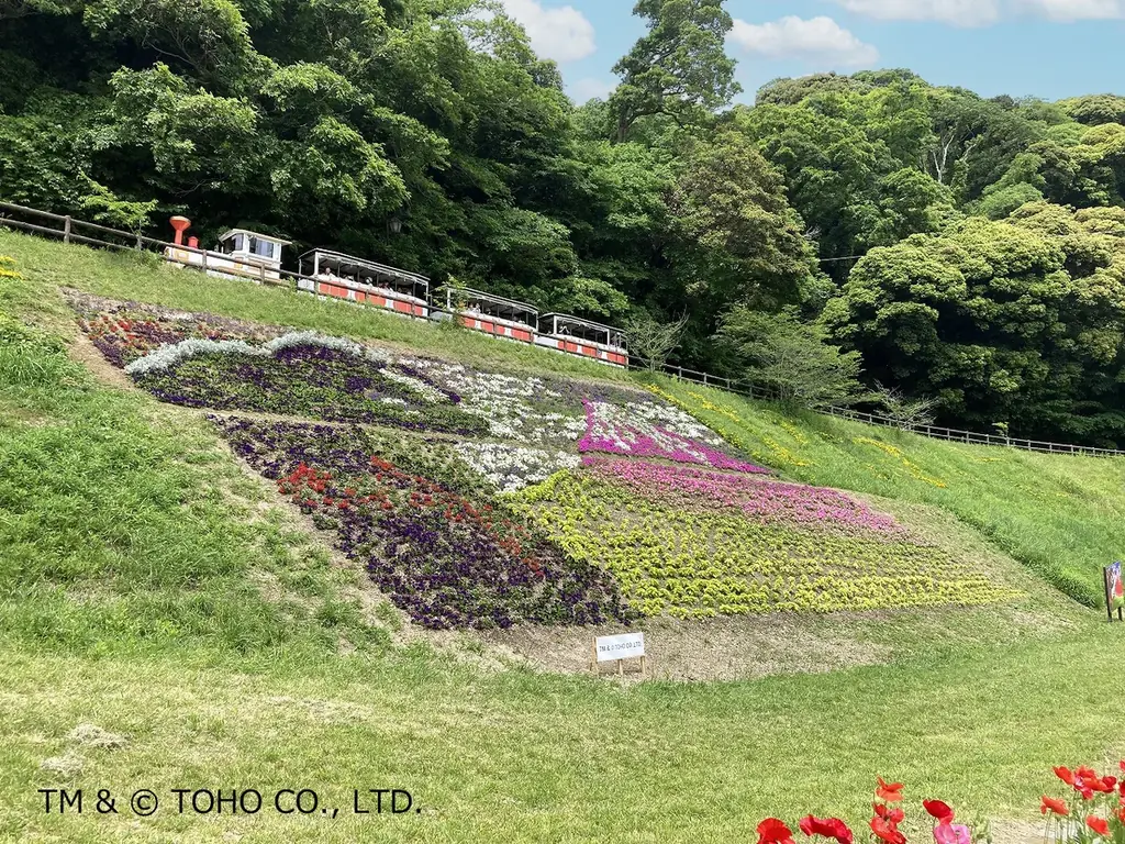 初の大規模「ヒマワリ」花畑・100万本が見頃を迎えました！（横須賀市くりはま花の国） 画像 5