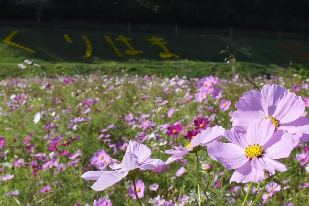 初の大規模「ヒマワリ」花畑・100万本が見頃を迎えました！（横須賀市くりはま花の国） 画像 6