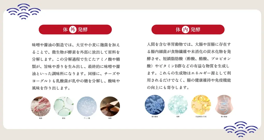 信州大学発スタートアップ-株式会社HAKKOU JAPAN-腸から整う、続けたくなる“発酵のある暮らし”。科学と伝統が融合したオンラインショップ「発酵屋」が8月5日（発酵の日）に本格始動開始！ 画像 2