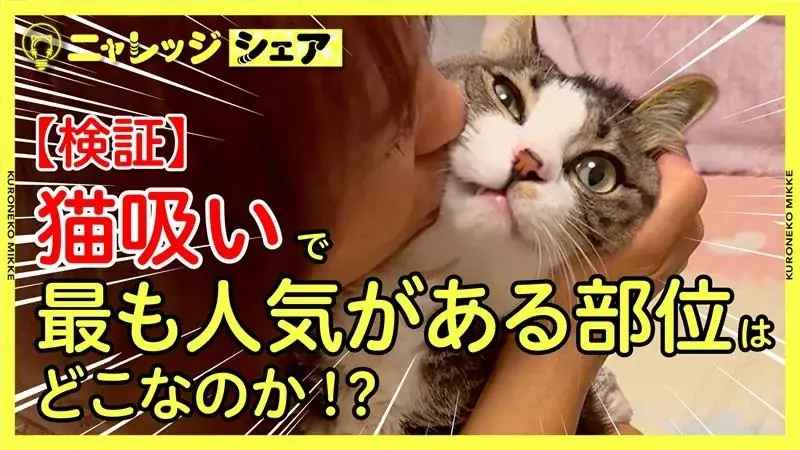 7月30日公開！猫吸い人気部位ランキングと猫吸い会議の全貌