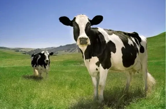 CMAB JAPAN CUP 2025 カリフォルニアチーズピザコンテスト開催!! 画像 5