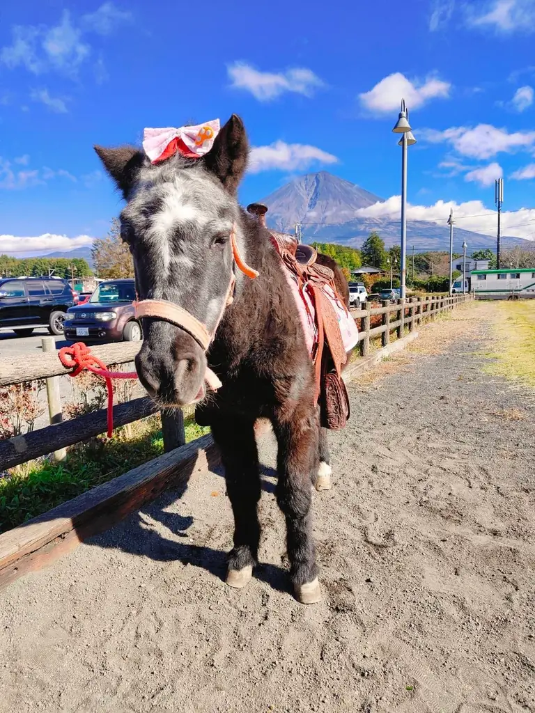 川崎・沖縄オリオン祭2025 画像 12