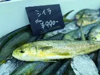 【横浜高島屋】海と暮らす街 「神奈川・横浜」 の地元企業と考える海と食と暮らしの未来!お子様も楽しめるイベントも開催! 画像 4