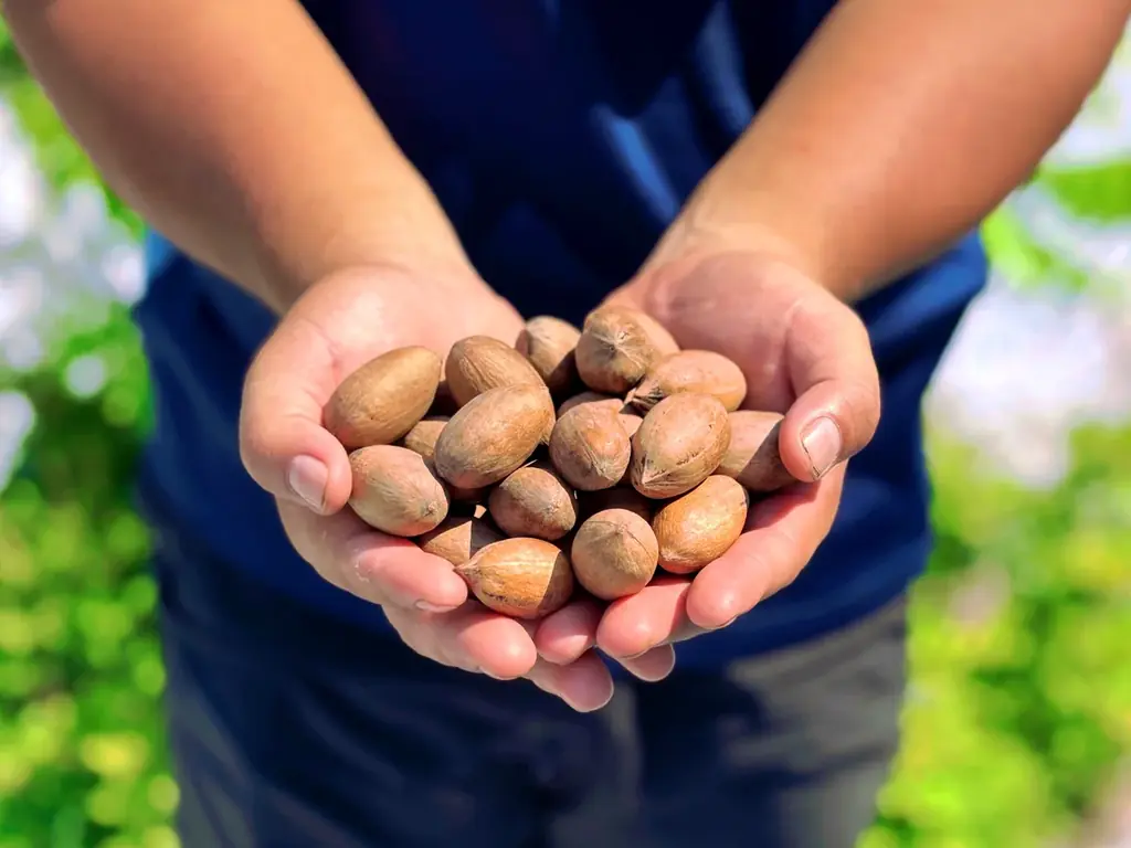 ピーカンナッツで農業再生と復興支援を！陸前高田からはじまる、持続可能な国産ナッツ産業化プロジェクト。大阪・関西万博にて初の展示が決定 画像 4