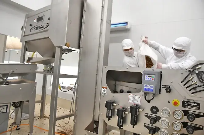 ピーカンナッツで農業再生と復興支援を！陸前高田からはじまる、持続可能な国産ナッツ産業化プロジェクト。大阪・関西万博にて初の展示が決定 画像 7