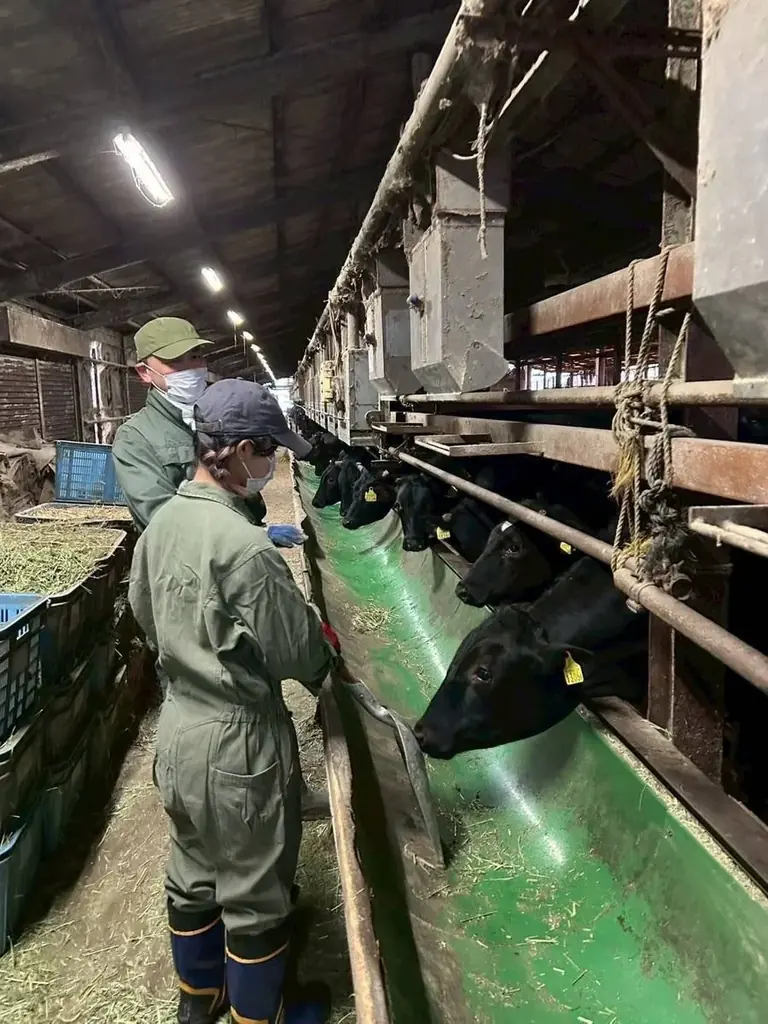 所沢高校の生徒有志が“幻のブランド牛”を守る！所沢牛の飼育・直売に地域ぐるみで挑戦 画像 1