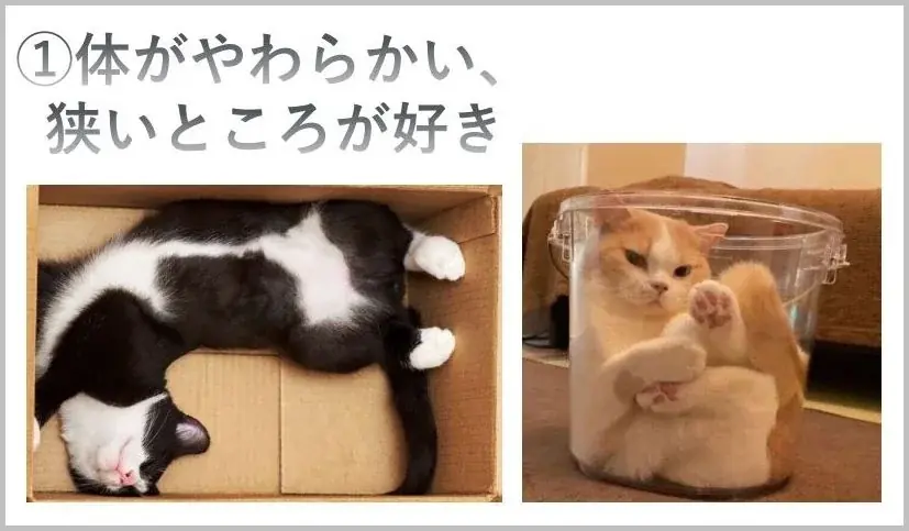 外国ルーツの子供たち向けに「猫の飼い方教室」を開催！ 画像 2