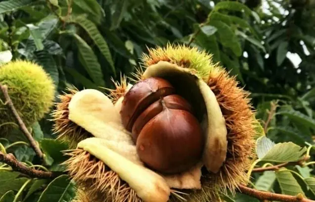 マイナビ農業、Plan・Do・Seeと持続可能な農業に向けて3社連携協定を締結 画像 6