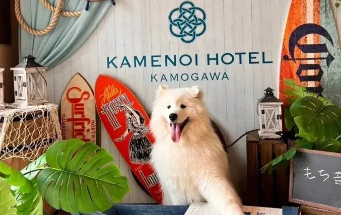 【休日いぬ部×亀の井ホテル特別企画】愛犬との旅行をもっと身近に。抽選で7組に無料宿泊券をプレゼント！ 画像 4