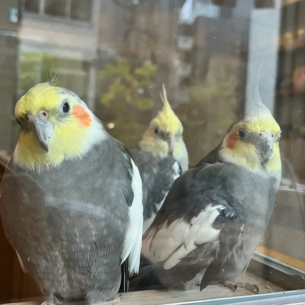 第2弾「セキセイインコの夏祭り」８/１からSTART！文鳥＆イエローセキセイがかき氷に♪マスカットと紅茶のゼリーも新登場♪限定スイーツで真夏もひんやり癒しタイムを♪ 画像 11