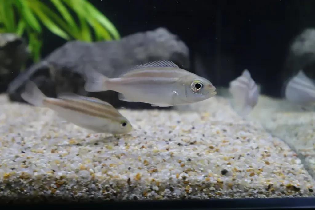 GEX×四国水族館 サーキュラーエコノミー啓発企画展 『生きものとガラスのいのちをつなぐ物語展』開催 画像 4