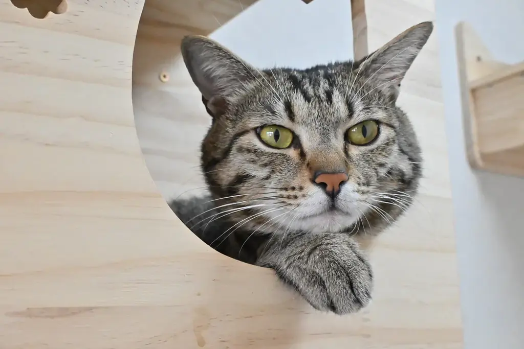 来場が保護ねこ支援に繋がる ー 古民家で癒しとアートの作品展　【あべの 猫ごよみ展】第2弾 開催決定！今回の作家はMaya Nogamiさん！ 画像 4