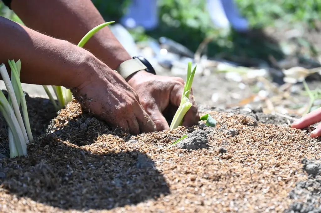 「発酵」で亀岡産京野菜の魅力を発信！登録者110万人超のYouTuber「ロシアン佐藤」×京都亀岡市、絶品コラボで地域食材をPR！亀岡牛と亀岡産京野菜のここだけのレシピをご自宅で！ 画像 10