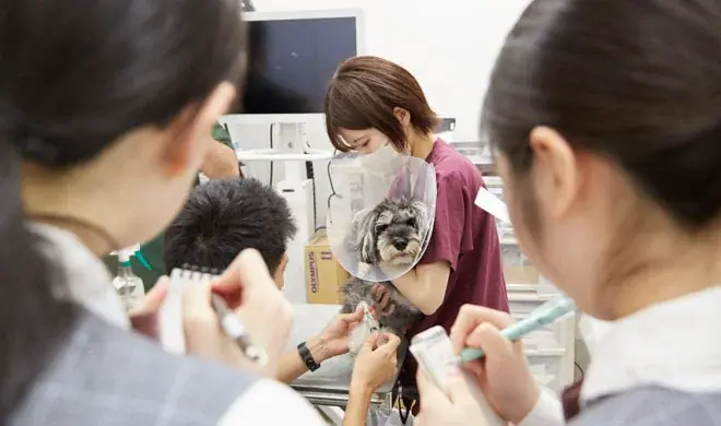 アニコムグループの「新宿御苑前どうぶつ病院」で職場体験を実施 画像 4