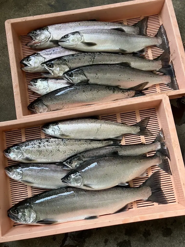【数量限定】琵琶湖の宝石「ビワマス」を贅沢な御膳に。地元滋賀の老舗割烹店くらま堂が手がける「海鮮天丼・天ぷら 紬屋」から、お盆より販売開始 画像 2