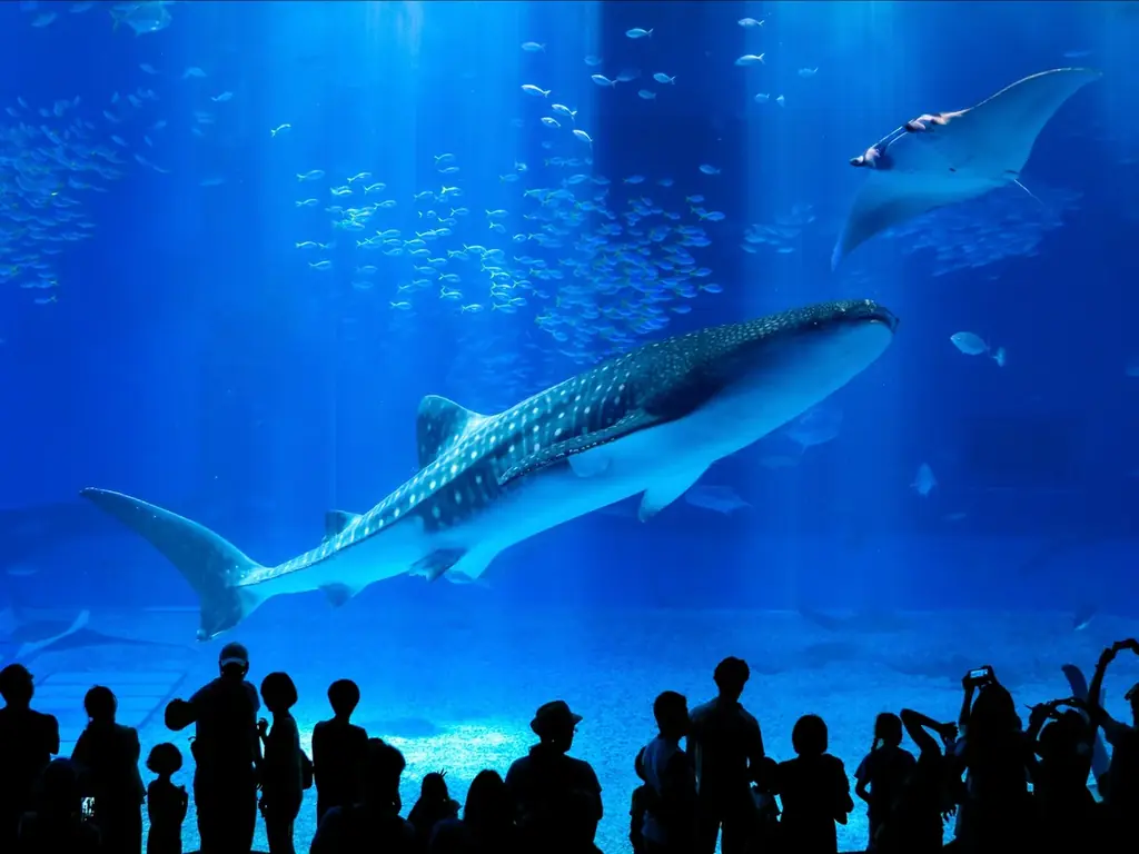 【沖縄美ら海水族館】JAXA×沖縄美ら海水族館「深海と宇宙 – ふたつのフロンティア –」を共催 画像 3