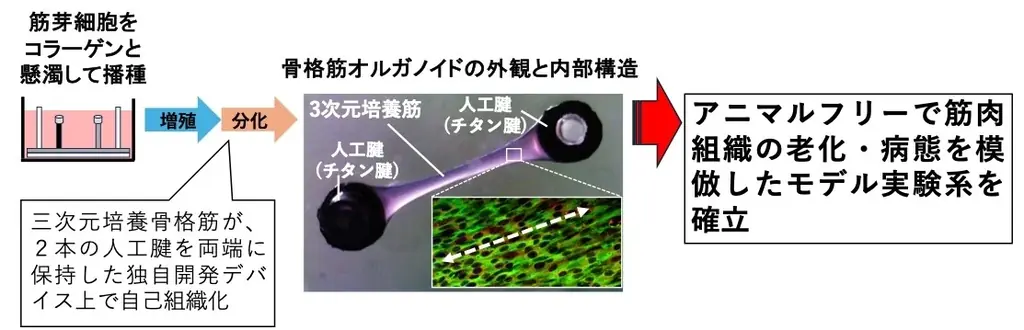 2025年8月7日始動 大阪工業大と神戸学院大の筋肉老化改善研究