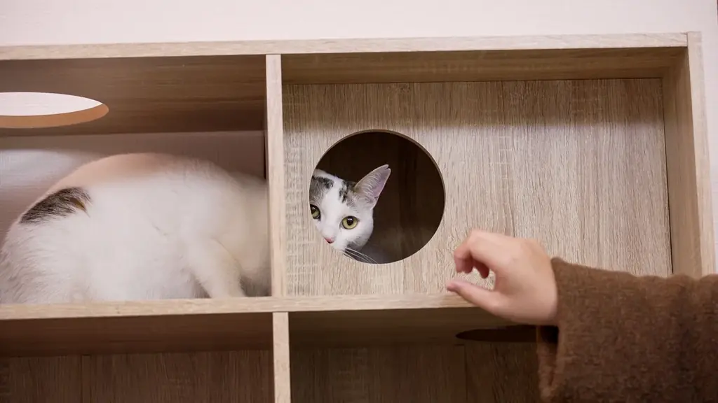 【空室対策に”猫”という選択肢】空き家を収益化する「ネコ多頭飼育対応型」管理プランを熊本で提供開始 画像 1