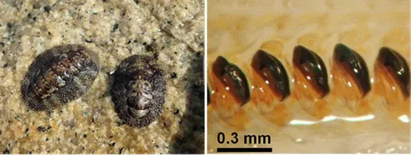 【岡山大学】酸化鉄を作るタンパク質を真核生物で初めて発見~ヒザラガイの「磁鉄鉱の歯」形成の謎を解く~ 画像 2
