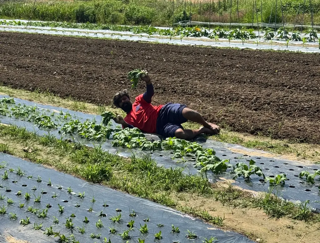 異色のプロ野球選手が育てた野菜、販売開始！ 画像 11