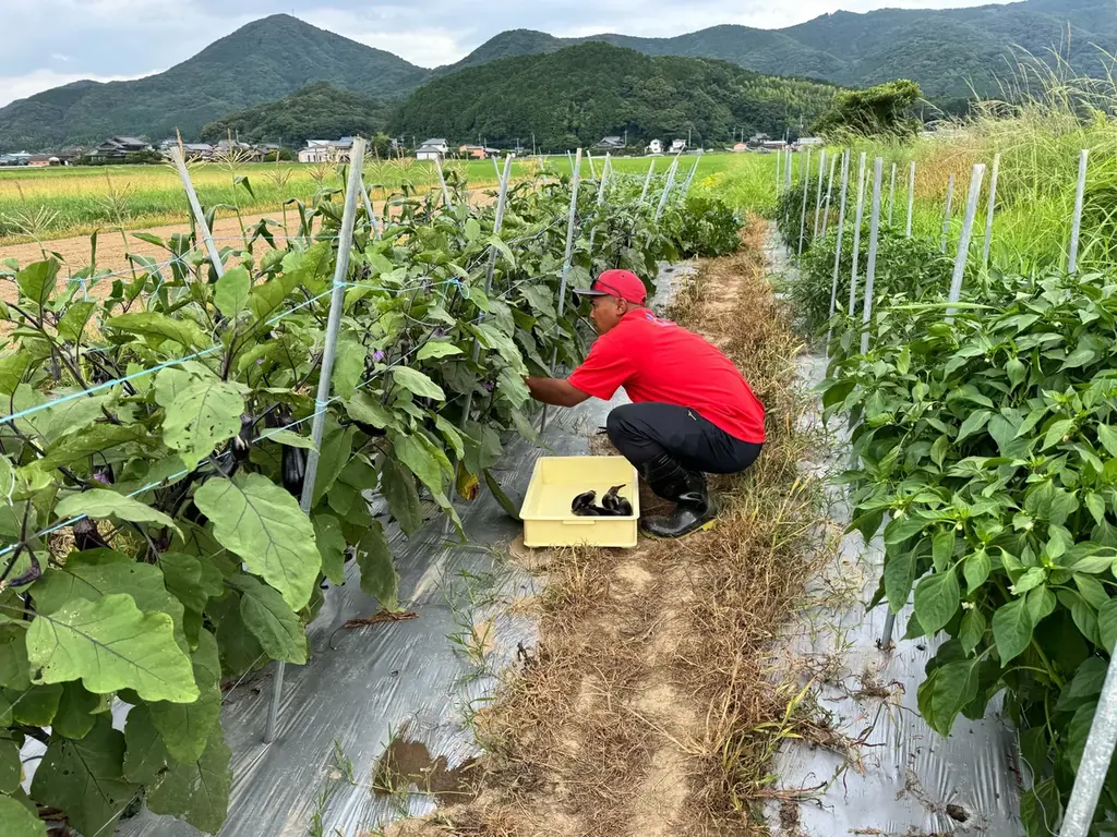 異色のプロ野球選手が育てた野菜、販売開始！ 画像 9