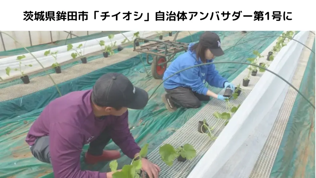 2025年8月8日開始 茨城県鉾田市がチイオシ自治体アンバサダー第1号に