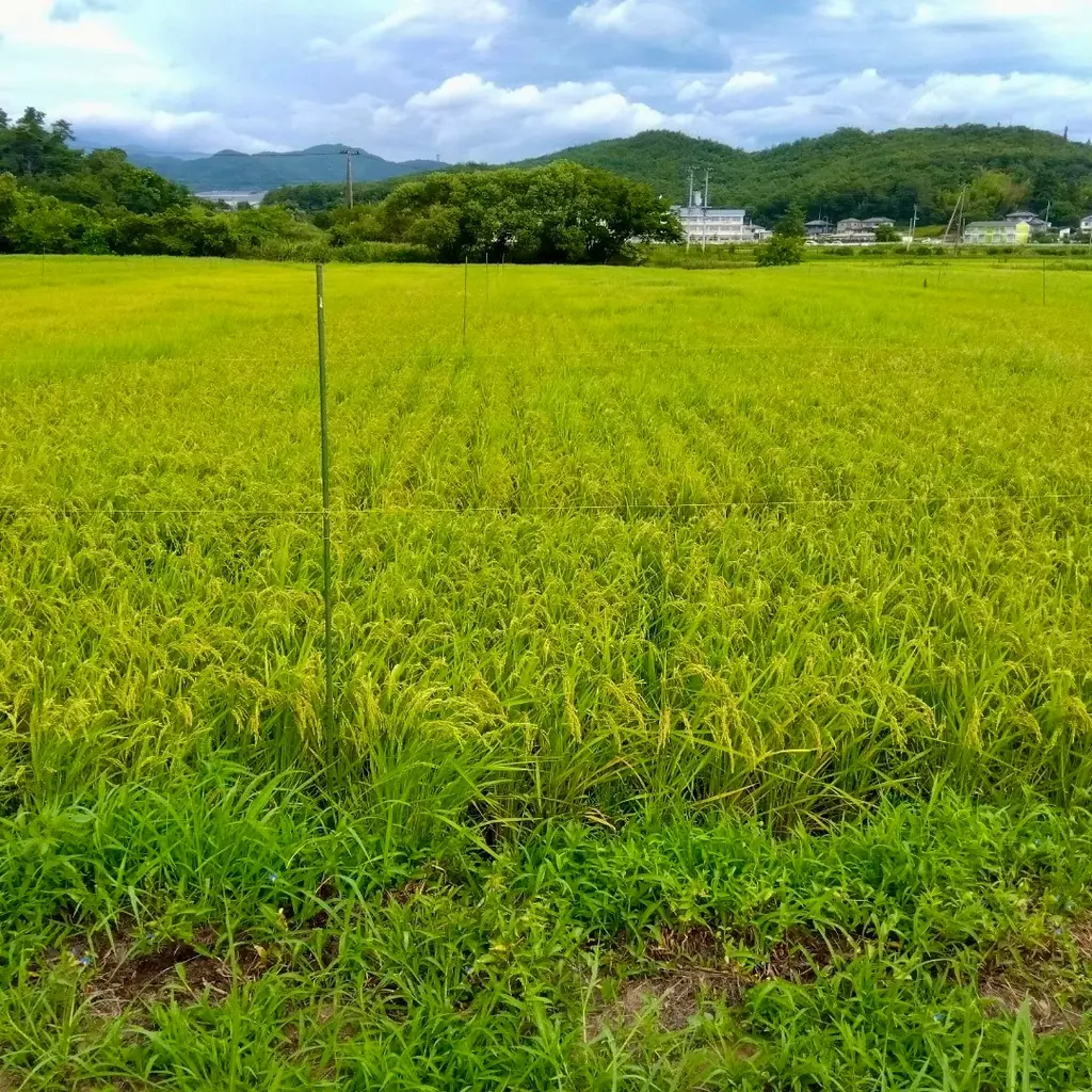 【新米入荷しました】「今年は予想以上に美味しい！」と太鼓判！東北で一番早い新米「まゆみ姫」楽天で本日販売スタート！農家直送・数量限定。穫れたての美味しさを真空パックでお届け。福島県本宮市御稲プライマル 画像 3