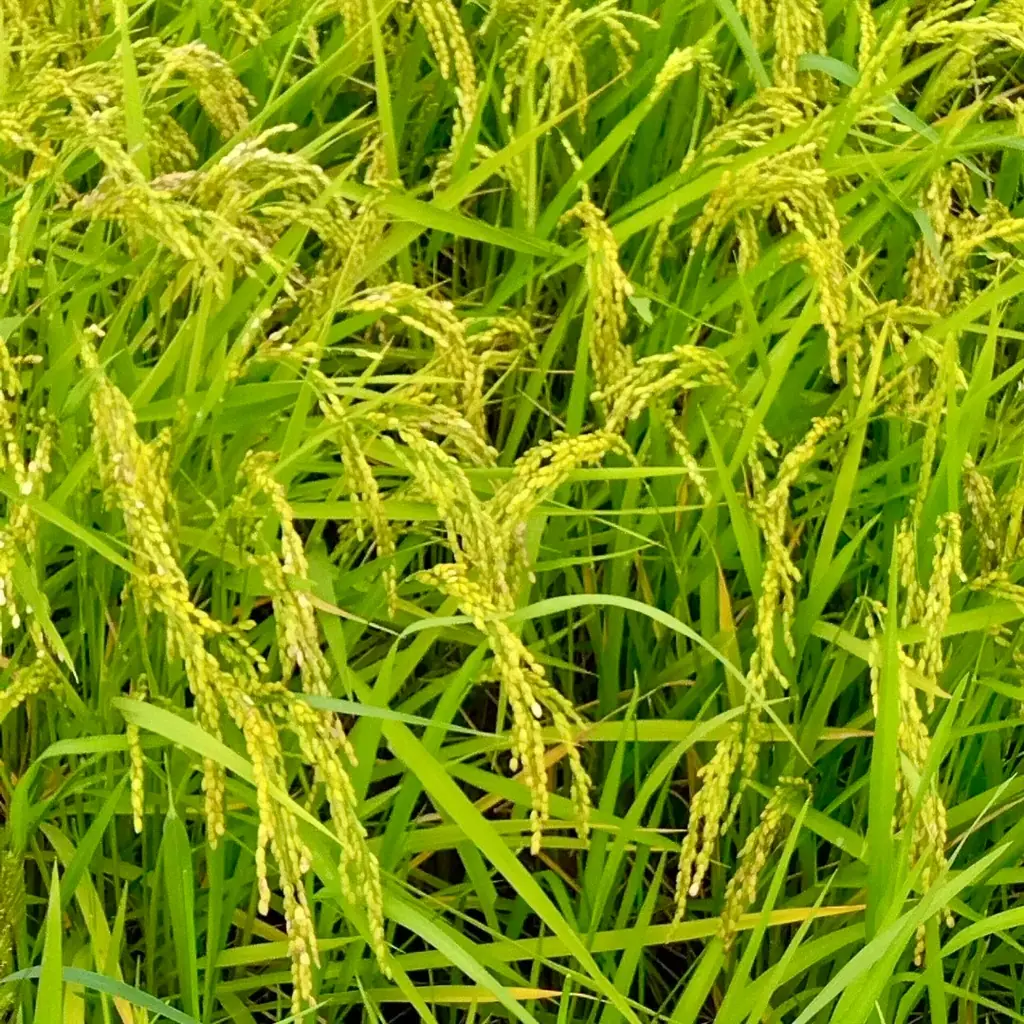 【新米入荷しました】「今年は予想以上に美味しい！」と太鼓判！東北で一番早い新米「まゆみ姫」楽天で本日販売スタート！農家直送・数量限定。穫れたての美味しさを真空パックでお届け。福島県本宮市御稲プライマル 画像 4