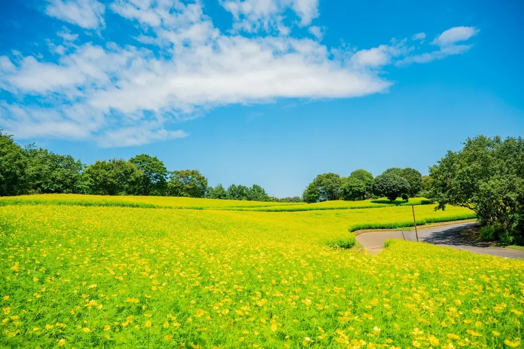 9月6日開始！国営昭和記念公園のコスモスまつり2025の魅力