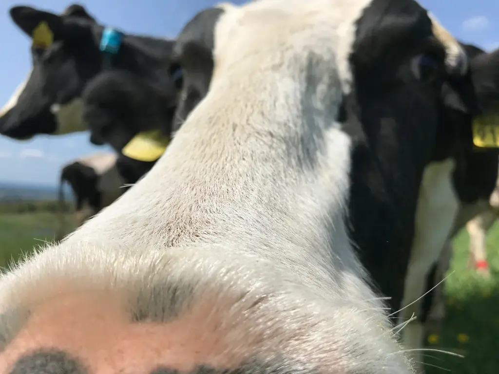 【森永乳業×大江ノ郷自然牧場】親子サステナブル体験イベント開催～命のつながり、農と食を学ぶ～ 画像 4