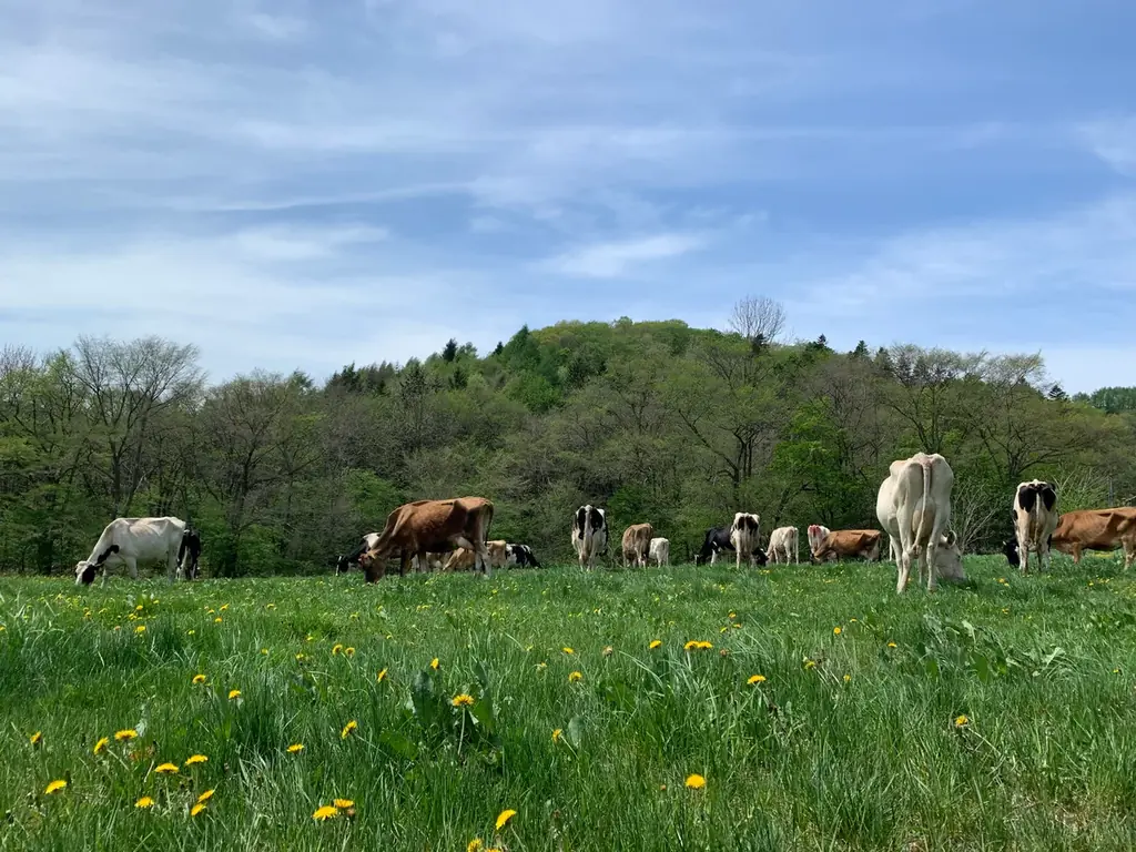 【森永乳業×大江ノ郷自然牧場】親子サステナブル体験イベント開催～命のつながり、農と食を学ぶ～ 画像 5