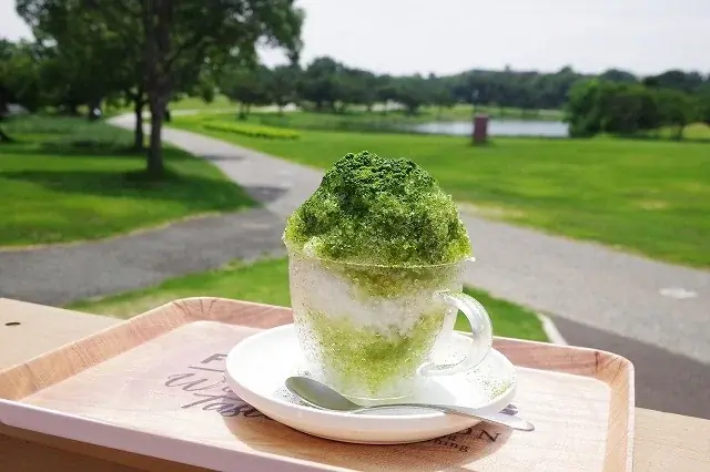 グリーンコキア見頃【国営海の中道海浜公園】 画像 3