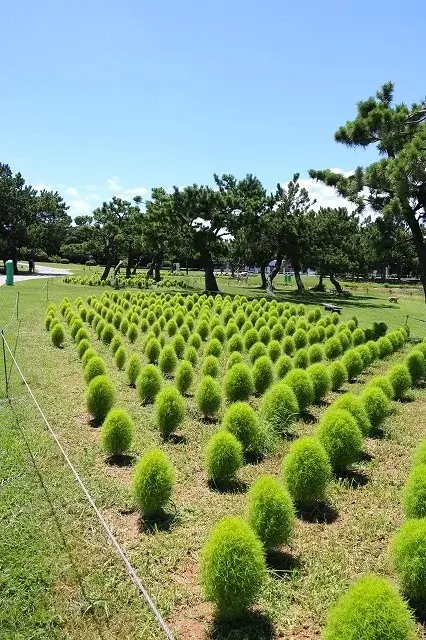 グリーンコキア見頃【国営海の中道海浜公園】 画像 6