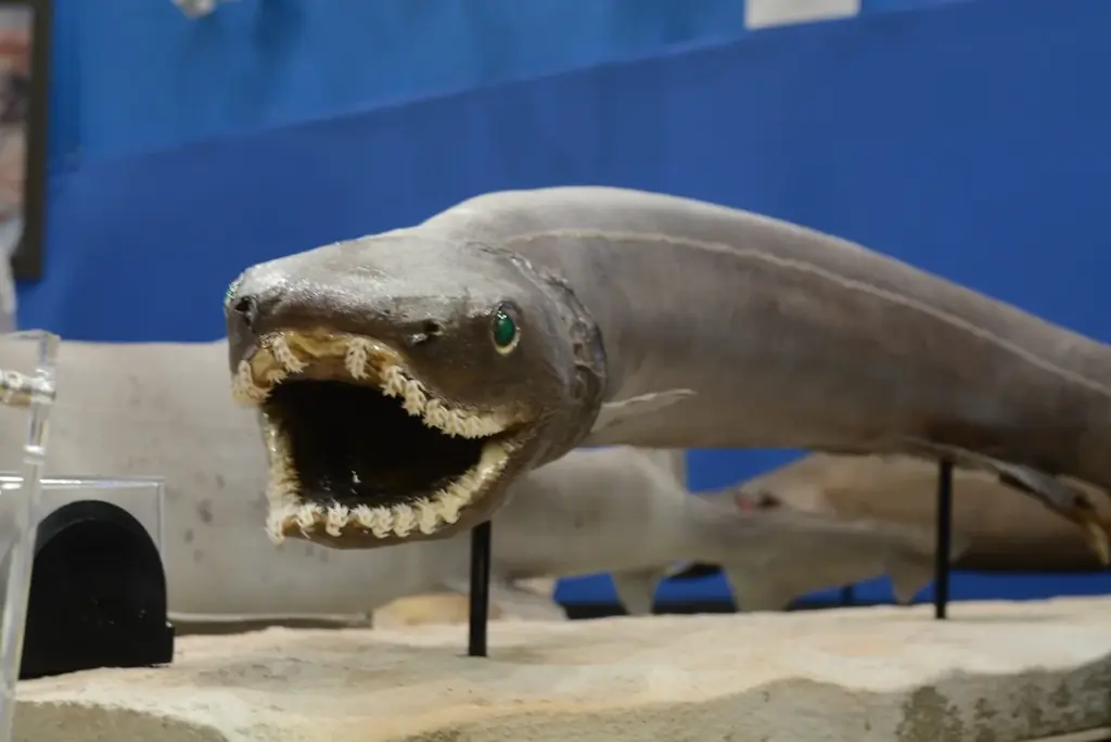 魚魚展開催中！【国営アルプスあづみの公園　堀金・穂高地区】 画像 2