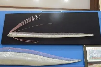 魚魚展開催中！【国営アルプスあづみの公園　堀金・穂高地区】 画像 3