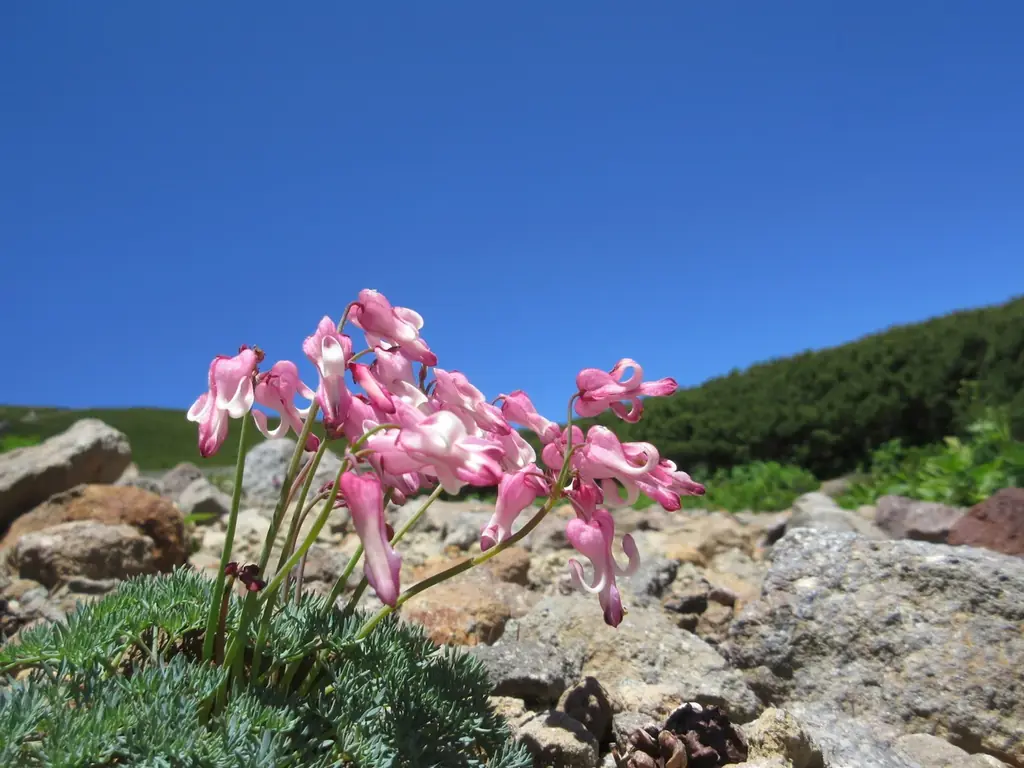 【飛騨高山・岐阜県高山市】新企画!乗鞍ライチョウルート「乗鞍畳平・乗鞍高原・上高地周遊ツアー」開催決定! 画像 6