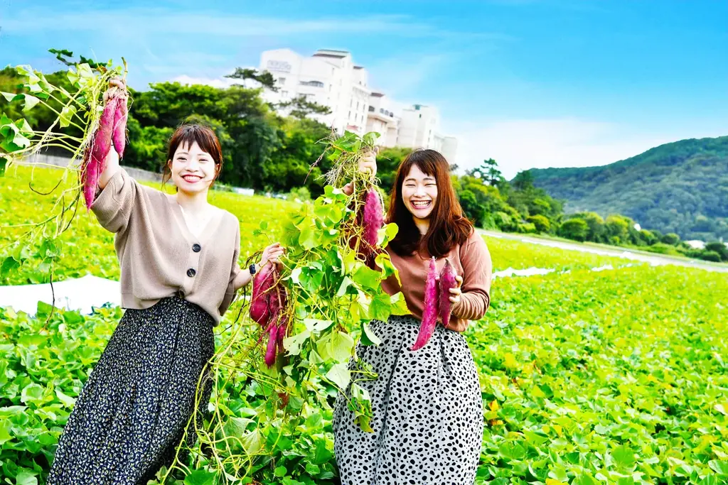 9月1日開始 鳴門でなると金時芋掘り宿泊プラン