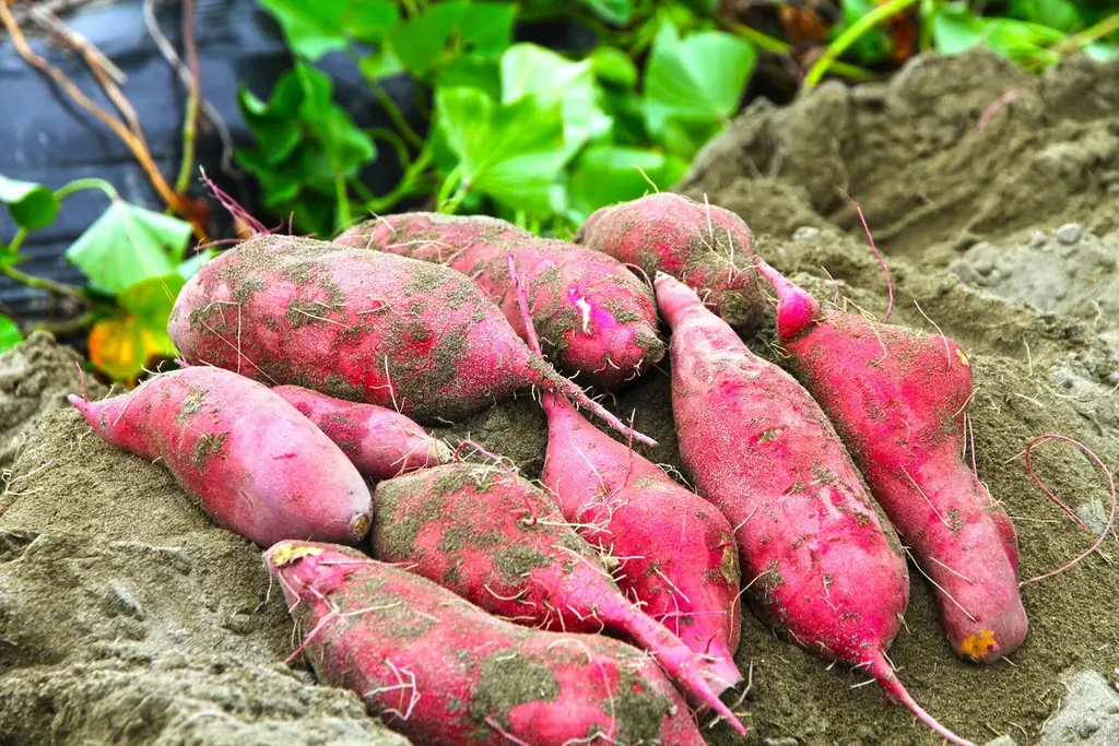 9～11月限定【なると金時いも掘り体験】宿泊プラン☆ご当地グルメ＆自然とふれあいリフレッシュ！ 魅惑のスイーツも♪ 画像 4