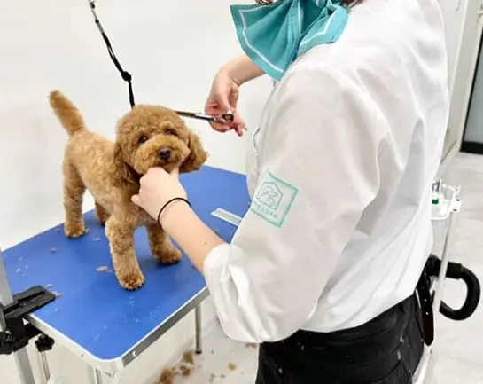 ペットホテル＆トリミングサロン「ONE LUKE」2025年10月1日、フィリピン・マカティに初出店 画像 2