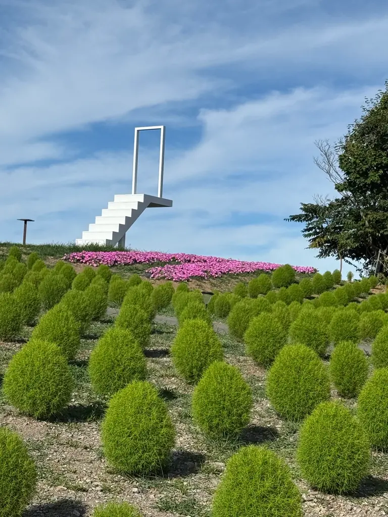 【びわこ箱館山】約8,000株グリーンコキアが見頃!桃色吐息のピンク絨毯が圧巻! 画像 3