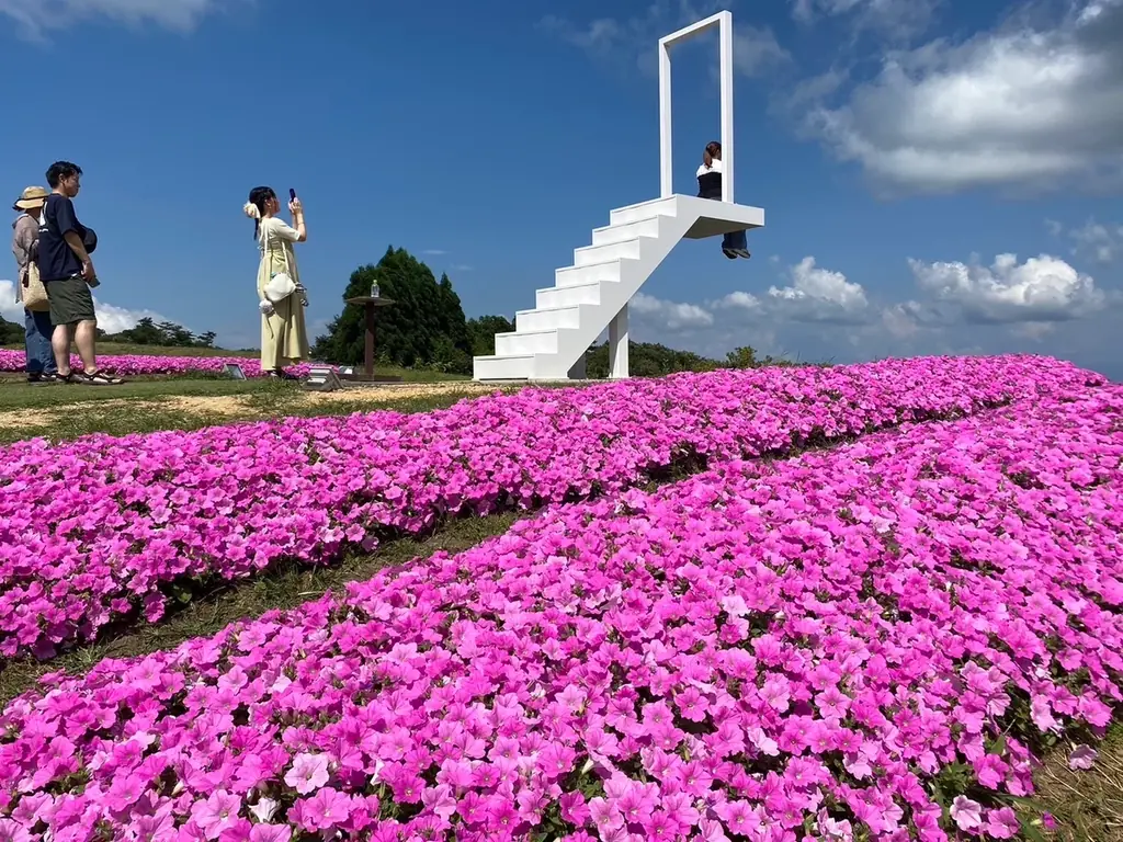 【びわこ箱館山】約8,000株グリーンコキアが見頃!桃色吐息のピンク絨毯が圧巻! 画像 4