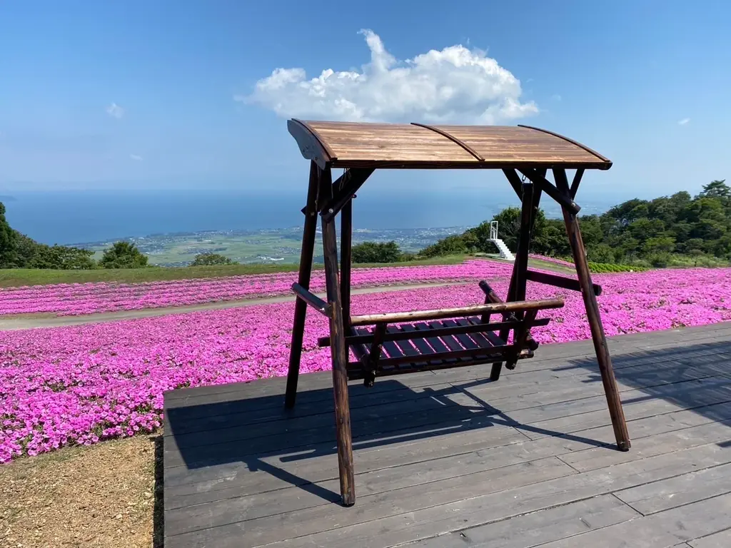 【びわこ箱館山】約8,000株グリーンコキアが見頃！桃色吐息のピンク絨毯が圧巻！ 画像 5