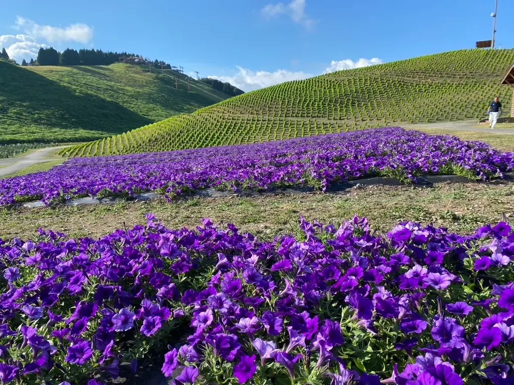 【びわこ箱館山】約8,000株グリーンコキアが見頃!桃色吐息のピンク絨毯が圧巻! 画像 7