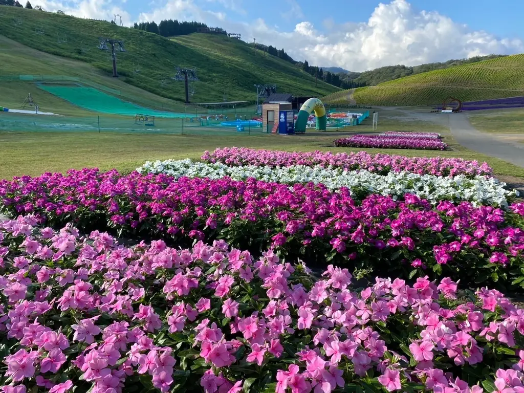 【びわこ箱館山】約8,000株グリーンコキアが見頃！桃色吐息のピンク絨毯が圧巻！ 画像 8