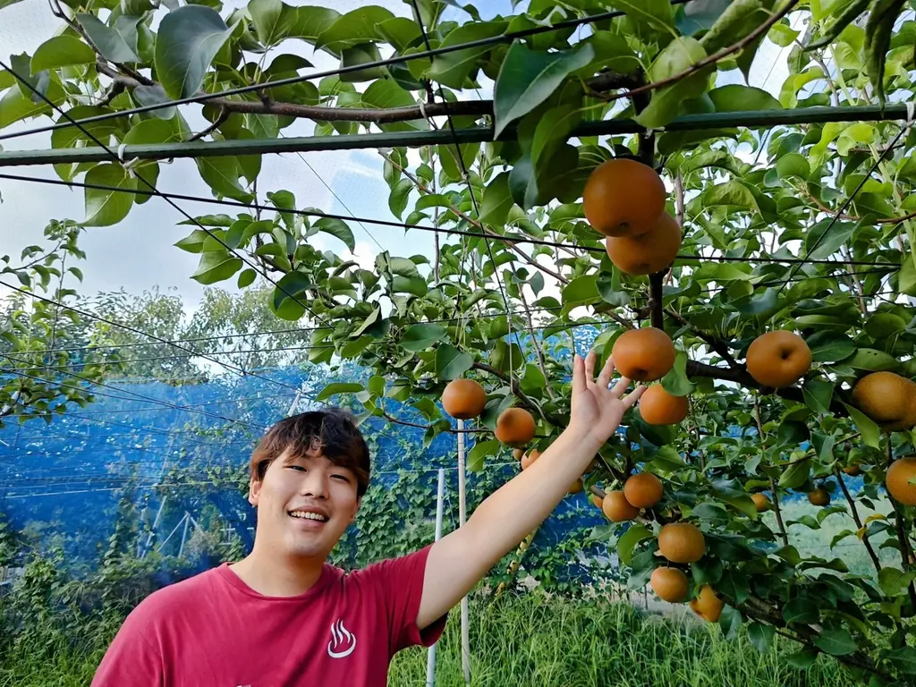 昭和レトロな温泉銭湯 玉川温泉で、先人の知恵を借りた夏にぴったりのお風呂「梨の葉風呂」を開催します 画像 2