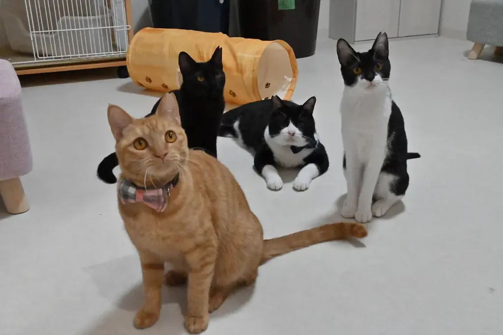 【あべの 猫ごよみ展】第2弾 大好評につき期間延長！ 来場が保護ねこ支援に繋がる ー 古民家で癒しとアートの作品展　あなただけのアート作りを体験するワークショップも開催。 画像 8