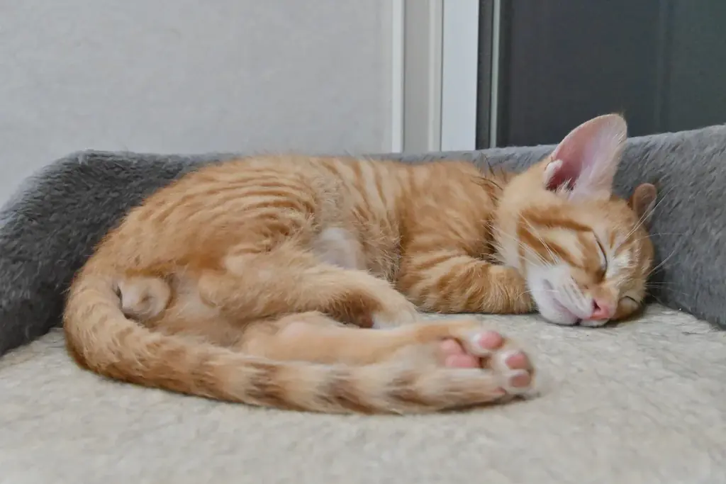 【あべの 猫ごよみ展】第2弾 大好評につき期間延長！ 来場が保護ねこ支援に繋がる ー 古民家で癒しとアートの作品展　あなただけのアート作りを体験するワークショップも開催。 画像 9