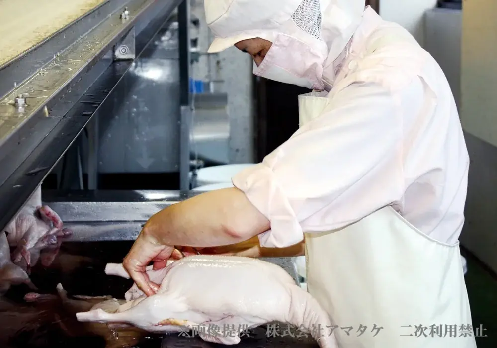 飲食店向け総合食品卸のプレコフーズ　初のオリジナルブランド鴨『岩手 美海鴨』を販売開始　全飼育期間中、抗生物質や合成抗菌剤を一切使わず　自然由来の飼料で肥育の国産鴨肉 画像 6